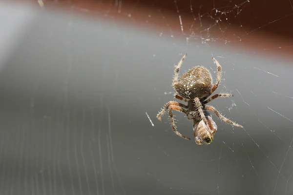 stock image Spider