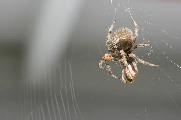 stock image Spider