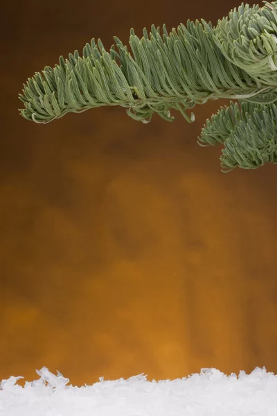 スプルースの枝 — ストック写真