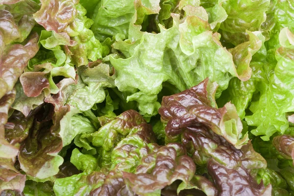 Salada Folhas Marrons Verdes Fundo — Fotografia de Stock