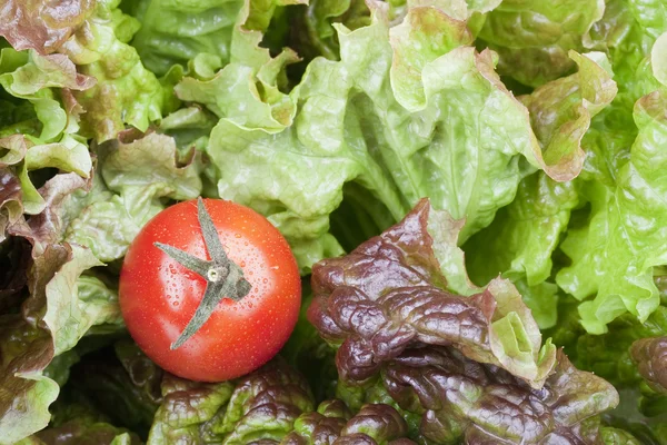 Arka Planda Kahverengi Yeşil Salata Yaprakları — Stok fotoğraf
