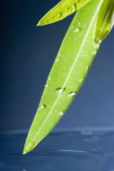 Vattendroppar Gröna Löv Till Dammen — Stockfoto