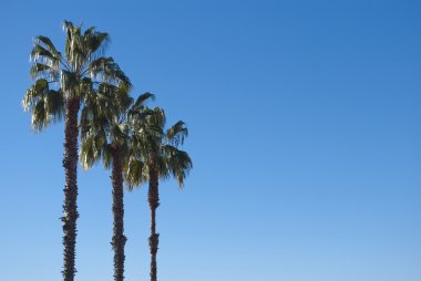 Three palm trees against the blue cloudless sky. clipart