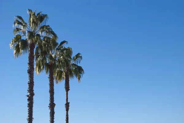 stock image Three palm trees against the blue cloudless sky.