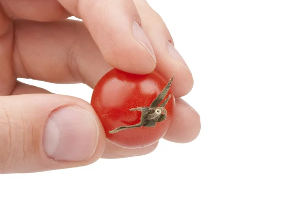 Malé červené rajče — Stock fotografie