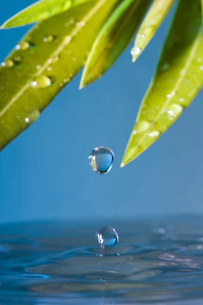 Agua Goteando Las Hojas Verdes Estanque — Foto de Stock