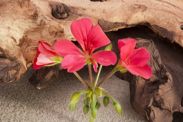 Pink Geranium Flower Wild Catch — Stock Photo, Image