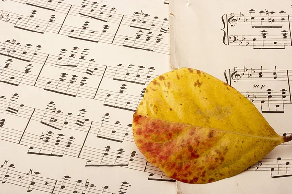 Theme Music Old Music Yellow Leaf Rot — Stock Photo, Image