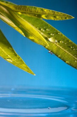 Ant running through the leaf with water droplets, which drip into the pond. clipart