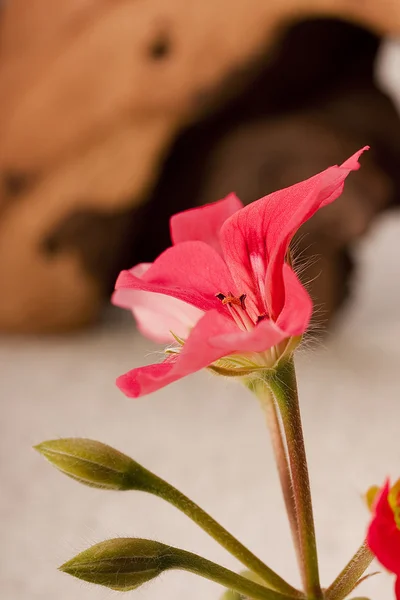 Geranium blomma — Stockfoto