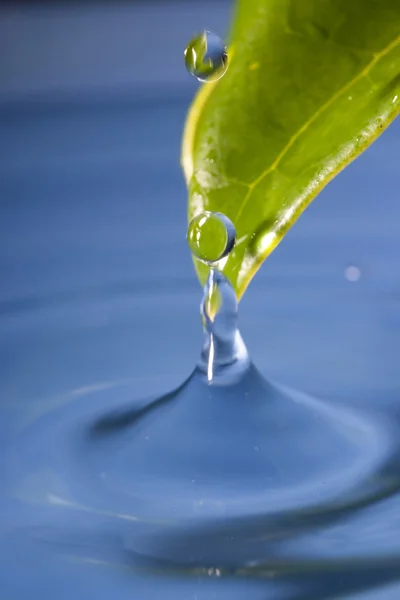 Woda Kapie Zielonych Liści Stawu — Zdjęcie stockowe
