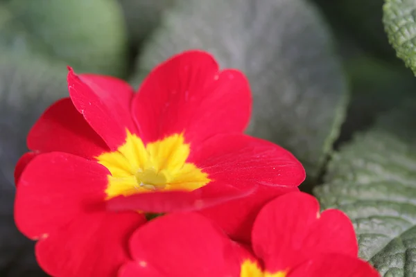 Flor roja — Foto de Stock