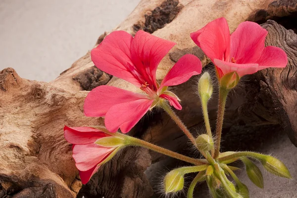 Rosafarbene Geranienblüte Wildfang — Stockfoto