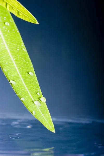 Вода Занурюється Зелене Листя Ставок — стокове фото