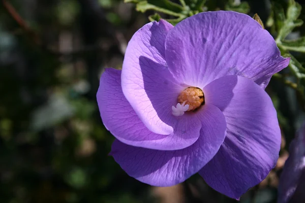 Purple Flower — Stock Photo, Image