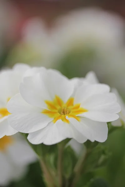 White Flower — Stock Photo, Image