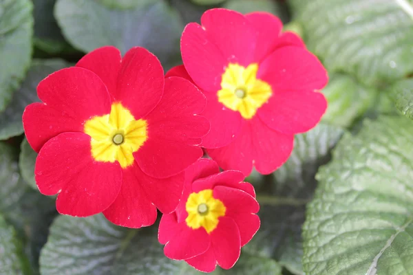 Red Flowers — Stock Photo, Image