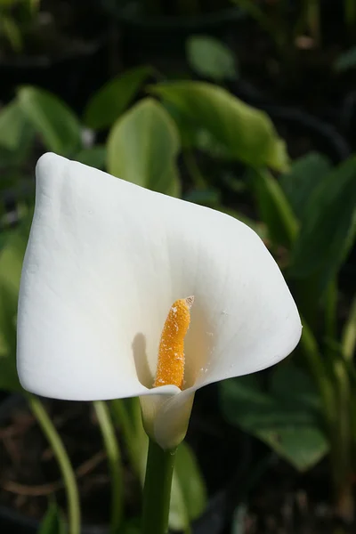 Kwiat calla — Zdjęcie stockowe