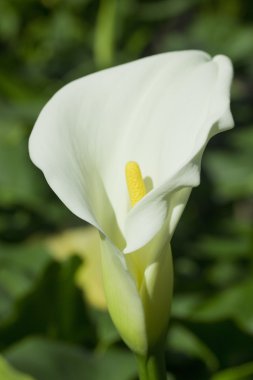 calla çiçek