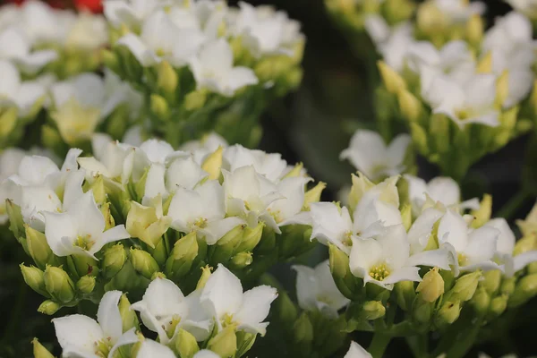 Witte bloemen — Stockfoto