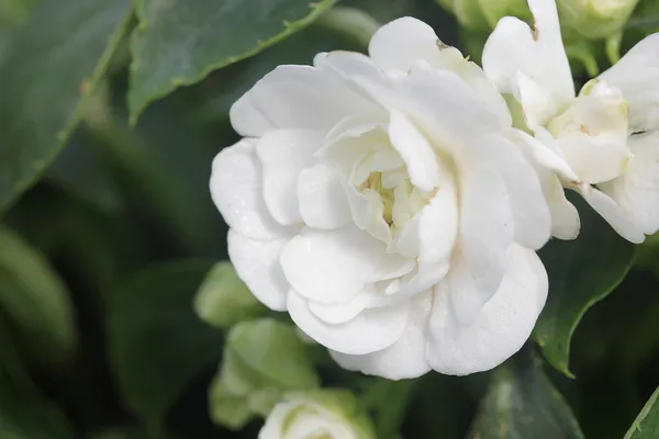 Біла квітка — стокове фото