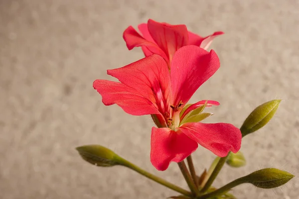 Geranium bloem — Stockfoto