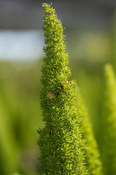 Planta verde — Foto de Stock