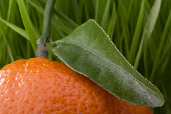 Naranja mandarina — Foto de Stock