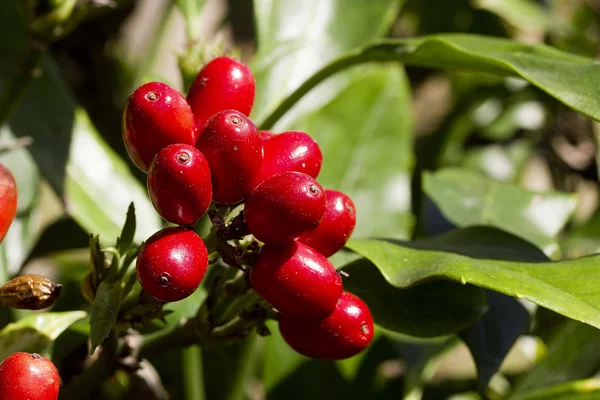 Kırmızı meyveler — Stok fotoğraf