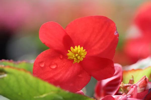 Rode bloem — Stockfoto