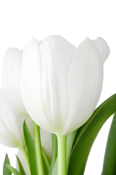 White Tulip — Stock Photo, Image