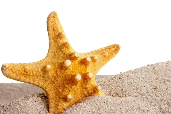 Golden Starfish — Stock Photo, Image