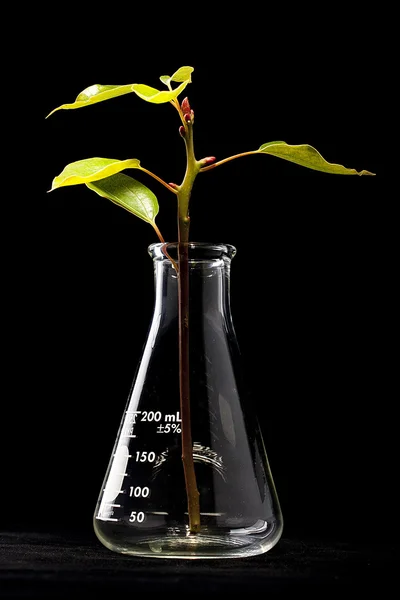 若い植物およびフラスコ — ストック写真