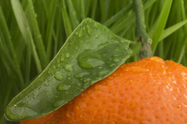 Naranja mandarina —  Fotos de Stock