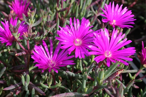 stock image Purple Flowers