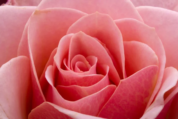 ピンクのバラ — ストック写真