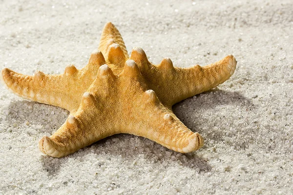 Estrella de mar dorada — Foto de Stock