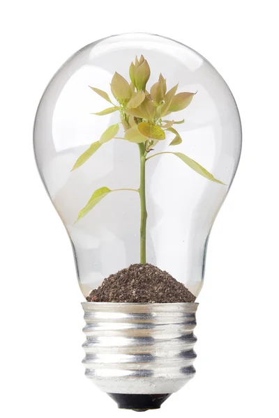 Seedling in Light Bulb — Stock Photo, Image