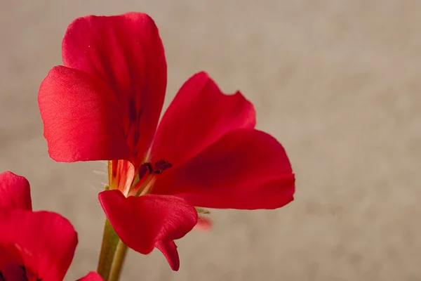 Flor de geranio — Foto de Stock