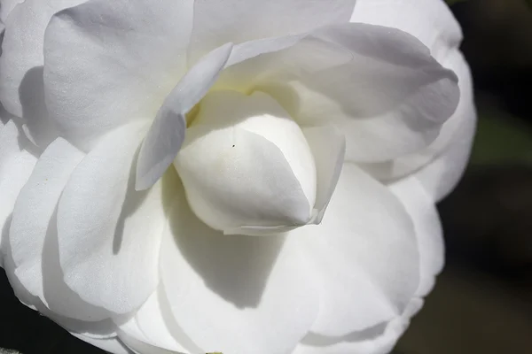 Bílý květ — Stock fotografie