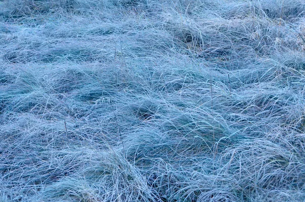Capim-prado congelado — Fotografia de Stock