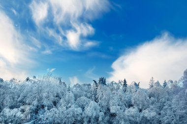güzel manzara ile kış orman ve bulutlu gökyüzü mavi