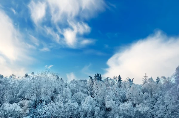Beautiful Landscape Winter Forest Cloudy Blue Sky — Stock Photo, Image