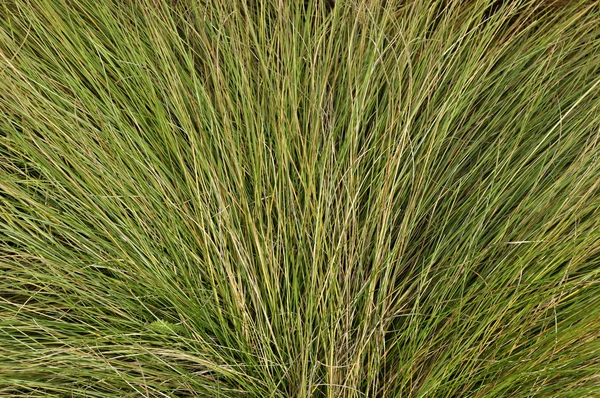 Fächerförmige grüne Gras Hintergrund — Stockfoto