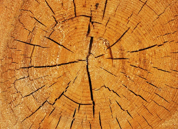 Поперечное сечение ствола большого дерева — стоковое фото