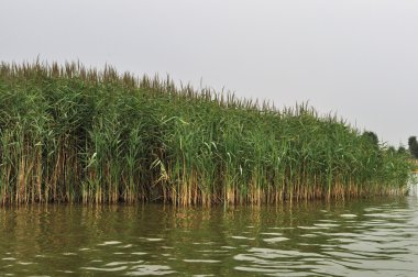 Riverbank reed ile