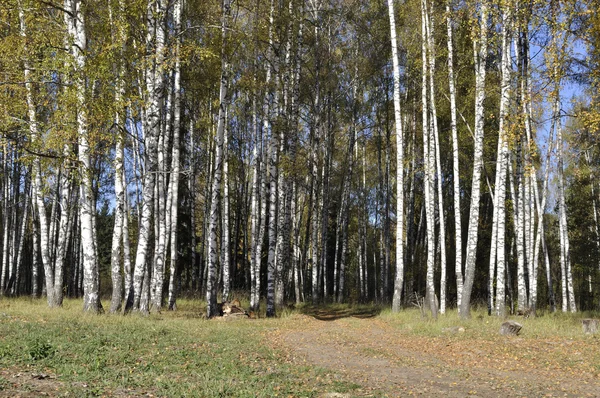 Herfst berk bos met onverharde weg — Stockfoto