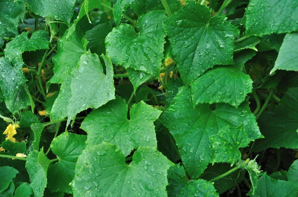 Зелене листя огірка фон з краплями дощу — стокове фото