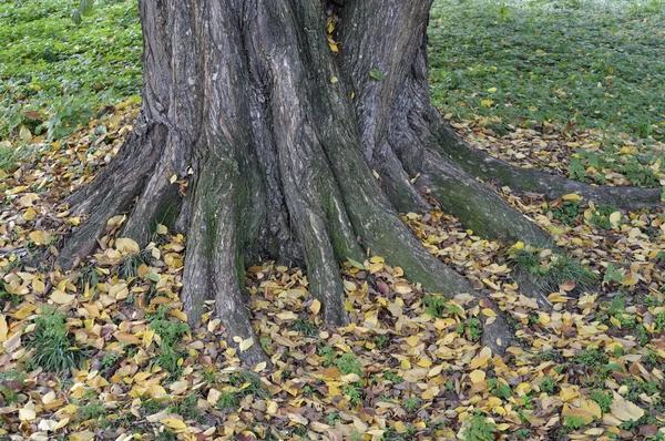 Tronco d'albero spesso nel parco autunnale — Foto Stock