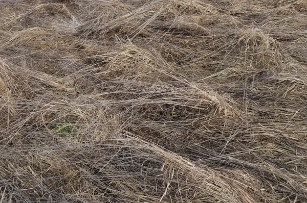 Hintergrund aus trockenem Gras — Stockfoto